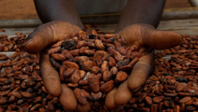 Cocoa futures set record high, coffee and sugar also up