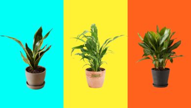 Best Low-Light Indoor Plants 2024